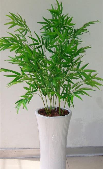 室內植物 竹